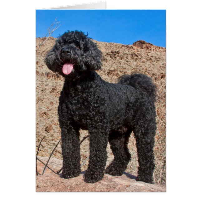États-Unis, Californie. Labradoodle debout (Devant)