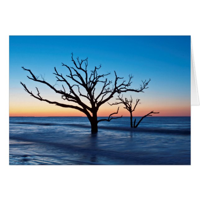 États-Unis, Caroline du Sud, Edisto Island, Botany (Devant horizontal)