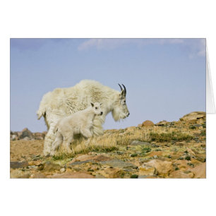 États-Unis, Colorado, Montagnes Rocheuses, mont Ev