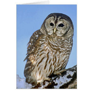 États-Unis, Colorado. Portrait de hibou moyen-duc 