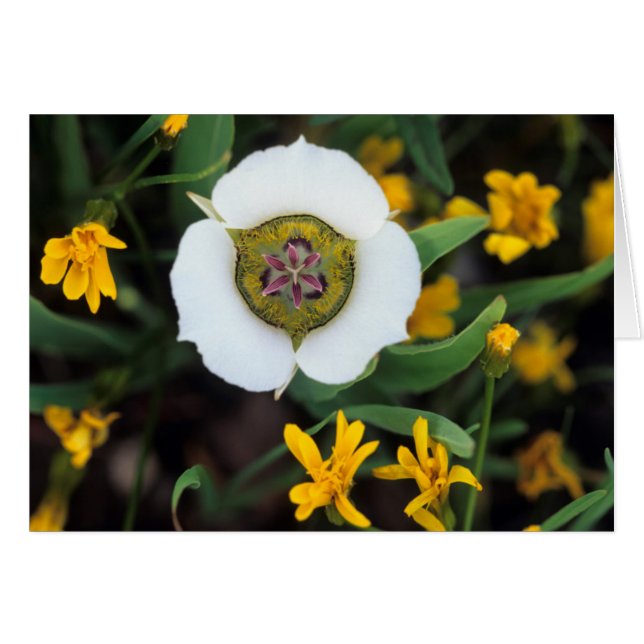 États-Unis, Colorado. Tulipe Mariposa (Devant horizontal)