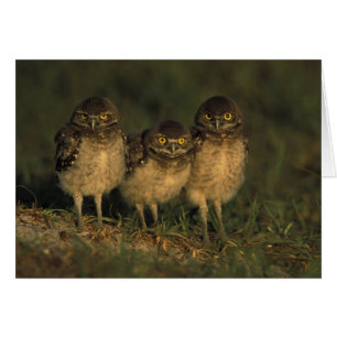 États-Unis, Floride, Cape Coral. Trois hiboux des 