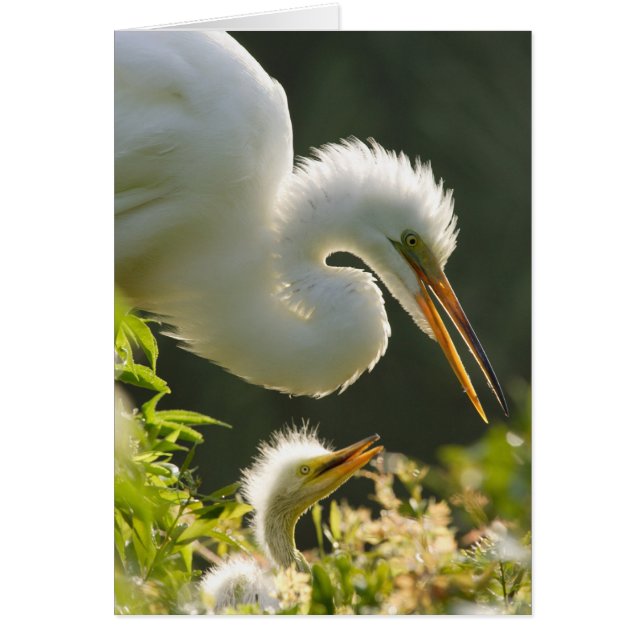 États-Unis, Floride, St. Augustine, Ferme de croco (Devant)