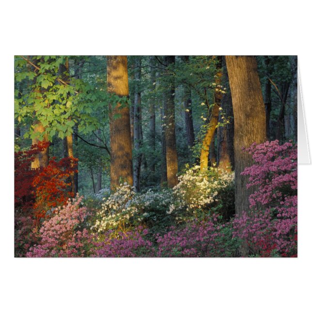 États-Unis, Géorgie, Callaway Gardens, forêt d'Aza (Devant horizontal)