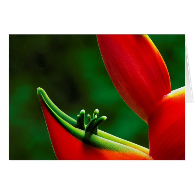 États-Unis, Hawaï, Hilo. Heliconia (Devant horizontal)