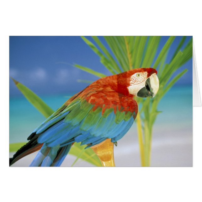 États-Unis, Hawaï. Perroquet (Devant horizontal)