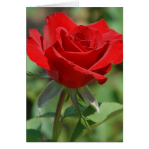 États-Unis, Kansas, Rose rouge