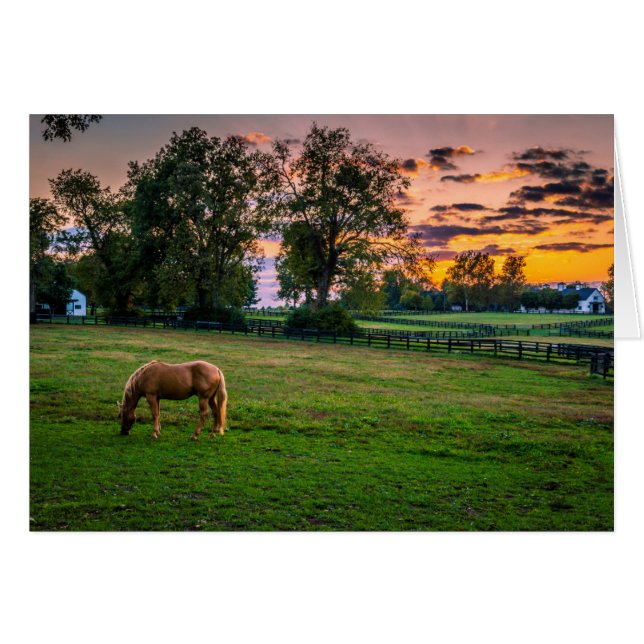 États-Unis, Lexington, Kentucky. Cheval solitaire  (Devant horizontal)