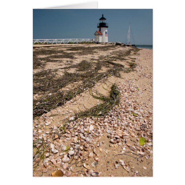 États-Unis, Massachusetts, Nantucket. Coquillage (Devant)