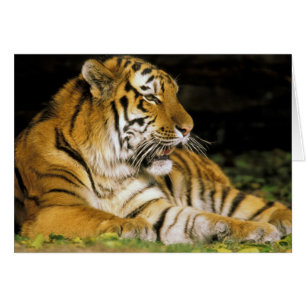 États-Unis, Michigan, Détroit. Zoo de Détroit, tig