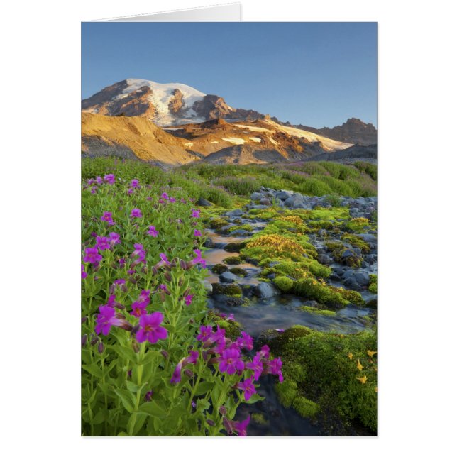 États-Unis, Mt. Rainier National Park, Washington. (Devant)