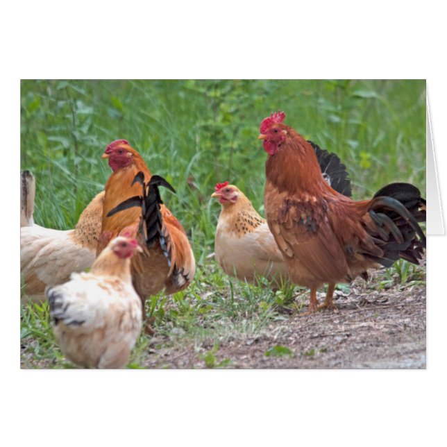 États-Unis, Nebraska. Poules (Devant horizontal)