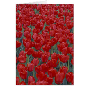 États-Unis, Ohio, Cincinnati. Parterre de tulipes