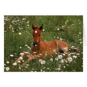 États-Unis, Oregon, Poney arabe.