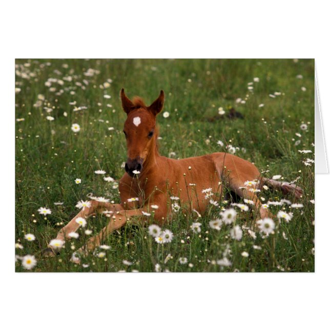 États-Unis, Oregon, Poney arabe. (Devant horizontal)