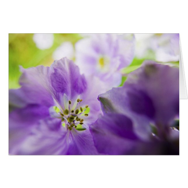 États-Unis, Oregon, vallée de Willamette, Larkspur (Devant horizontal)