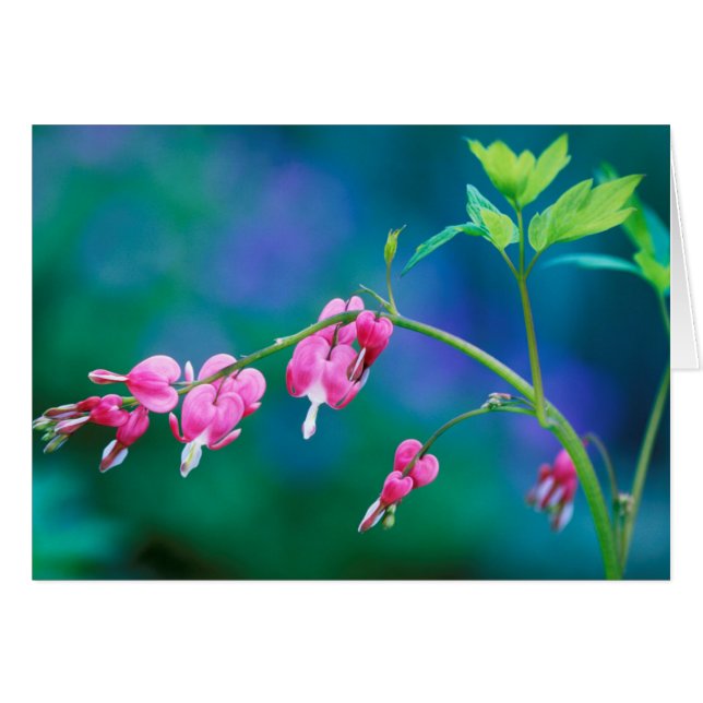 États-Unis, Pennsylvanie. Fleurs de cœur saignant (Devant horizontal)