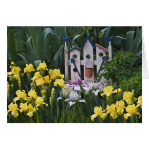 États-Unis, Pennsylvanie. Les iris de jardin pouss