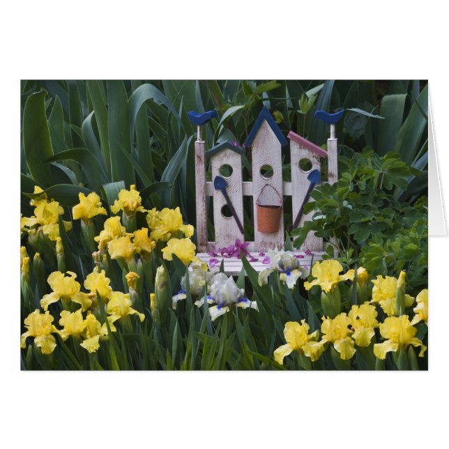 États-Unis, Pennsylvanie. Les iris de jardin pouss (Devant horizontal)