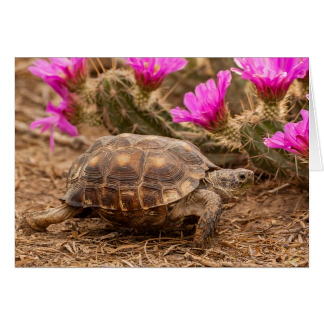 États-Unis, Texas, comté de Hidalgo. Tortue (Devant horizontal)