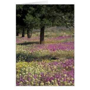 États-Unis, Texas, Verveine des sables et Primrose