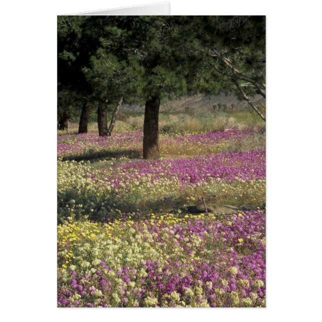 États-Unis, Texas, Verveine des sables et Primrose (Devant)