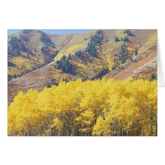 États-Unis, Utah, Forêt nationale de Wasatch-Cache (Devant horizontal)