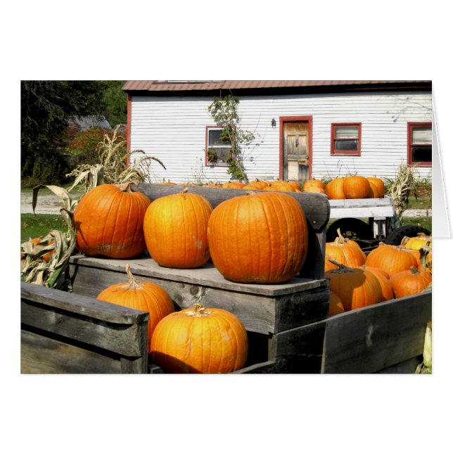 États-Unis, Vermont. Citrouilles (Devant horizontal)