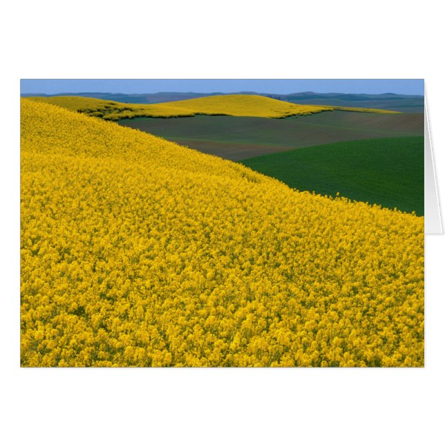 États-Unis, Washington, Comté de Whitman, Palouse, (Devant horizontal)