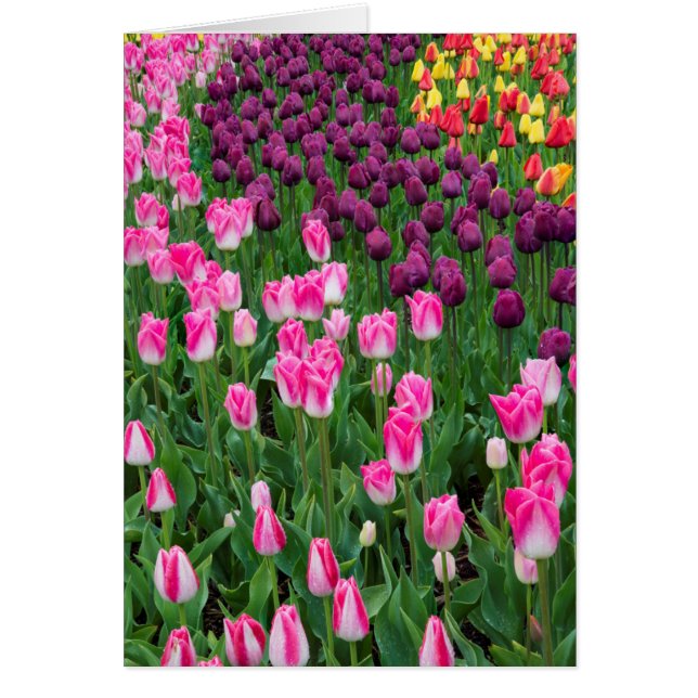 États-Unis, Washington. Tulipes en fleurs (Devant)