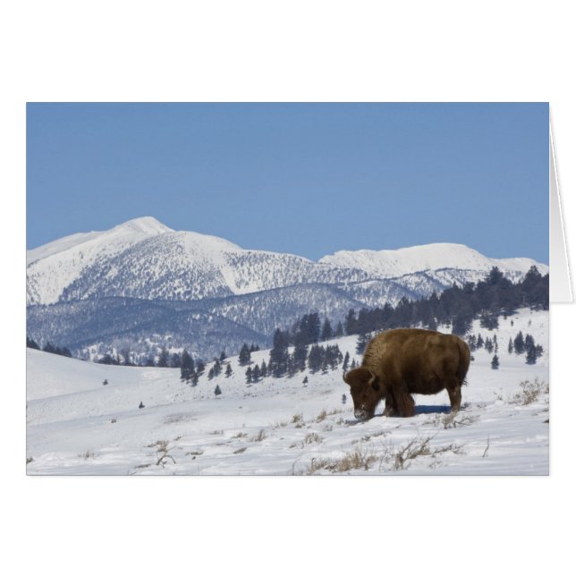 États-Unis, WY, Parc national de Yellowstone, Biso (Devant horizontal)