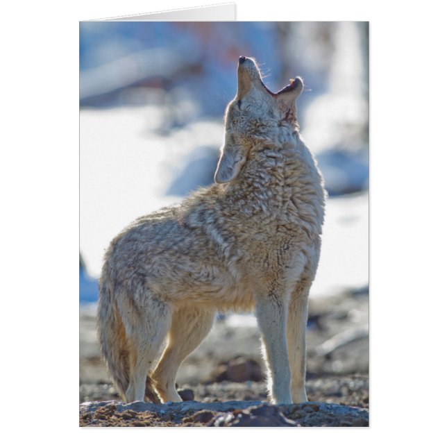 États-Unis, Wyoming, Parc national de Yellowstone, (Devant)