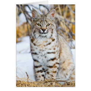 États-Unis, Wyoming, Portrait de Lynx roux