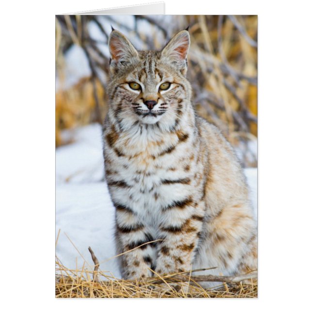 États-Unis, Wyoming, Portrait de Lynx roux (Devant)