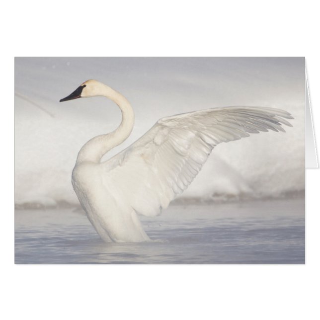 États-Unis, Wyoming, Trumpeter Swan stretches wing (Devant horizontal)