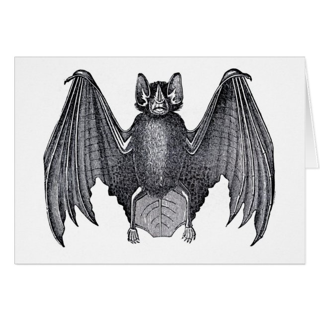 Étching zoologique classique - chauve-souris (Devant horizontal)