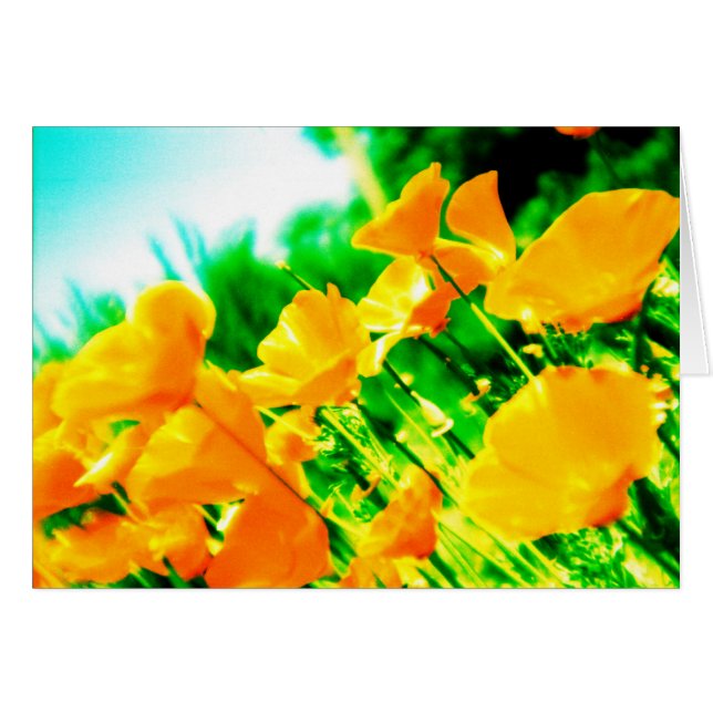 été (Devant horizontal)