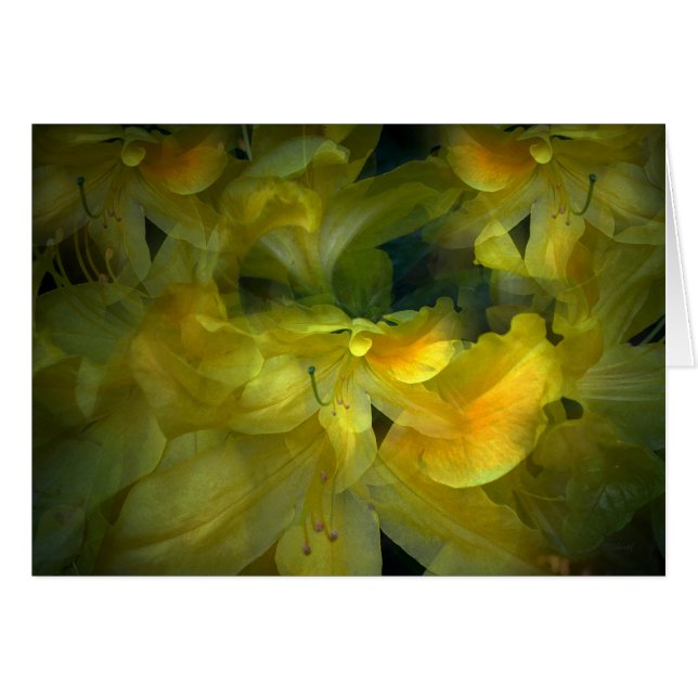 Été (Devant horizontal)