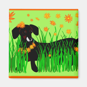 Été Doxie, aimant