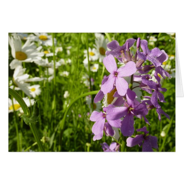 Été Lilac et marguerites (Devant horizontal)