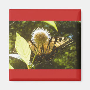 Été Monarque Carré Magnet
