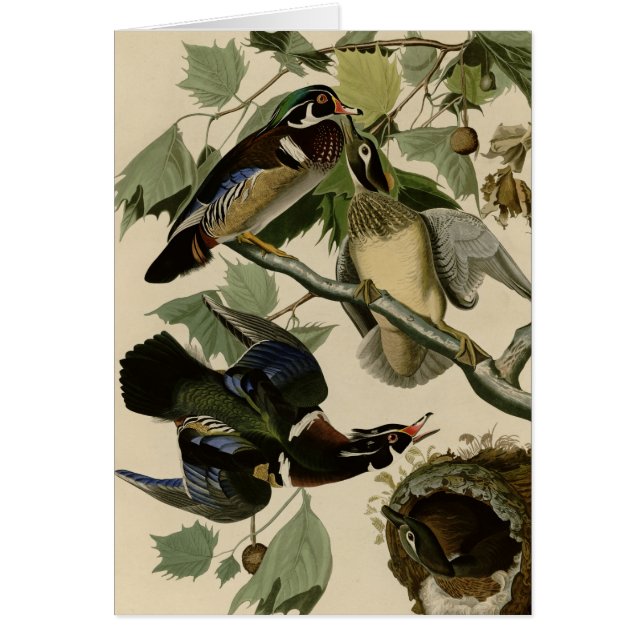 Été ou canard en bois (Devant)