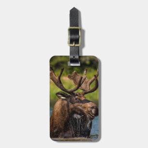 Étiquette À Bagage Allaitement d'orignaux dans le parc national des G