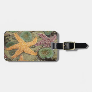 Étiquette À Bagage Anémones géantes vertes et étoiles de mer ocre