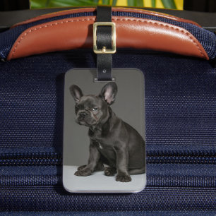 Étiquette À Bagage Animaux de bébés cutest   Blue French Bulldog Pupp
