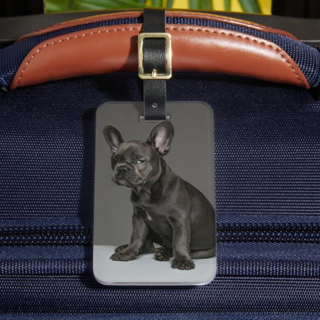 Étiquette À Bagage Animaux de bébés cutest | Blue French Bulldog Pupp (Insitu Rectoal 2)