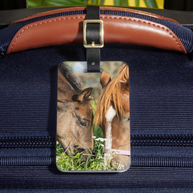 Étiquette À Bagage Animaux de bébés cutest | Colt à cheval (Insitu Rectoal 2)