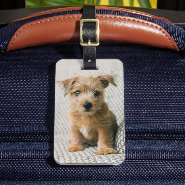 Étiquette À Bagage Animaux de bébés cutest | Norfolk Terrier Puppy (Insitu Rectoal 2)