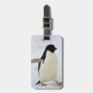 Étiquette À Bagage Antarctica. Île Petermann. Adelie penguin