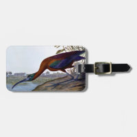 Audubon : IBIS brillant